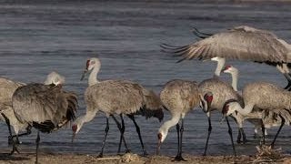 Bird lovers flock to wondrous spectacle of sandhill crane migration [upl. by Osrock]