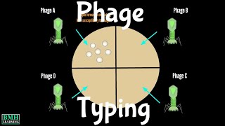 Bacteriophage Typing  Phage Typing  Bacteriophage Based Bacterial Detection [upl. by Cnut894]