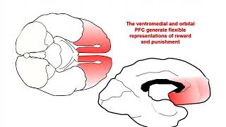 The Neurobiology of Prefrontal Cortex and its Role in Mental Disorders [upl. by Nelda]