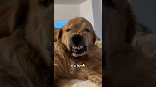 Golden Retrievers The Goofiest Dogs Ever [upl. by Naval]