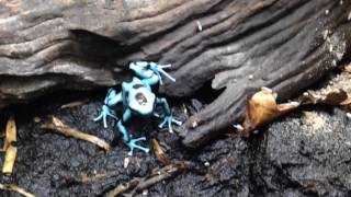 Dendrobates auratus el cope [upl. by Gnouv918]