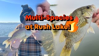 Thrilling Ultralight MultiSpecies Fishing at Rush Lake MN [upl. by Oicnedurp]