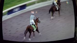 ARROGATE  Pegasus World Cup 2017 [upl. by Trautman606]