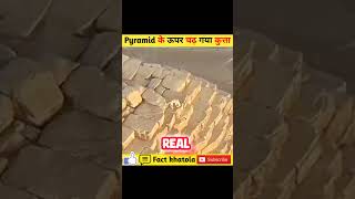 आखिर pyramid के ऊपर एक कुत्ता कैसे चढ़ गया । How did a dog climb to the top of the pyramid short [upl. by Meredeth]