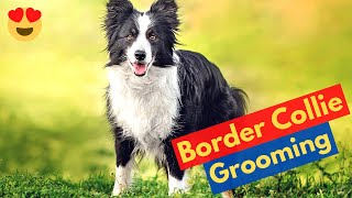 How to Groom a Border Collie 5 Border Collie Grooming Tips [upl. by Hayyifas]