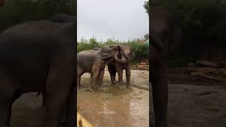 Two elephants were photographed communicating with each other Interesting Dragon Dream Elephan [upl. by Adieren347]