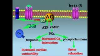 mechanism of action of adrenergic receptor [upl. by Caines989]