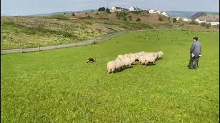 LOT 129  EFAIL CHIP  15524 TIMED INTERNET AUCTION OF WORKING SHEEPDOGS [upl. by Zoba139]