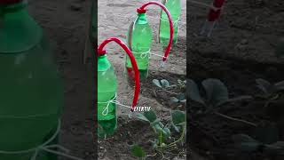 Drip irigasi Tetes pengairantetes pertanian tipsberkebun [upl. by Shirleen]