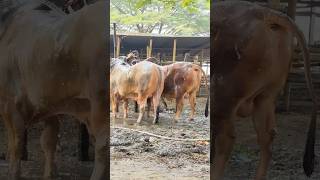 Two Magnificent Grey and Red Sahiwal Bulls getting Showered at Hozrotpur Haat 2025  Big Cow 2025 [upl. by Ahtaela]