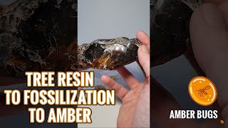 Tree Resin to Fossilization to Amber [upl. by Zilla697]