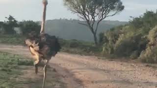 Ostrich running from our car in Kariega Game Reserve [upl. by Sexton]