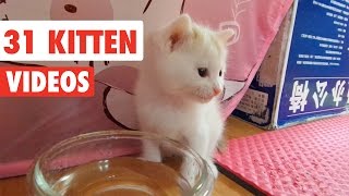 31 Funny Kittens  Cat Video Compilation 2017 [upl. by Berkie]