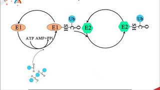 CH450 Chapter 85  Intracellular Protein Degradation [upl. by Assilrac]