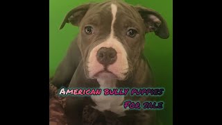 American Bully Puppies For Sale in New York [upl. by Behre565]