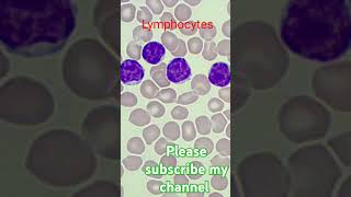 Lymphocytes  pathologyclass paramedicalclass  mltclass  wbc  dCofwbc  blood [upl. by Atnuahsal]