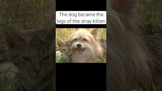 The dog became the legs of the stray kitten🐶 shortvideo animals dog cat [upl. by Arielle]