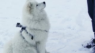 GoPro Fluffy samoyed dog having fun in snow [upl. by Ertsevlis]