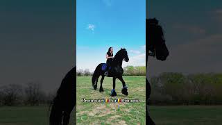 beauty horse bighorse stallion cal tophorses stallions PromovariCaiRomania [upl. by Mchale]