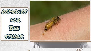 Bee stings 7 Home remedies for Bee stings [upl. by Lennie]