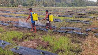 Pest and Disease Control in Watermelon Farming [upl. by Bierman]