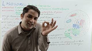 Lysosomes structure and functionlysosomes class 11lysosomes mdcat  HindiUrdu ProSuresh Kumar [upl. by Dragon]