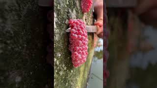 Extract special kind of wood dextrin 🍒 shorts woodworking gardening like share subscribe [upl. by Eimareg]