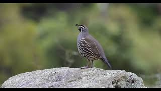 Male California Quail calling for his mate [upl. by Nairdna]