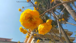 Cochlospermum regium  Yellow cotton flowers [upl. by Udele148]