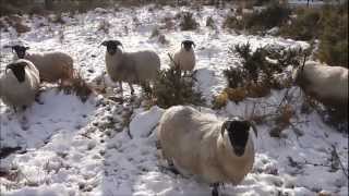 Feeding sheep in the snow [upl. by Rhett]