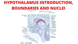 Hypothalamus  Introduction  Boundaries  Nuclei [upl. by Un550]