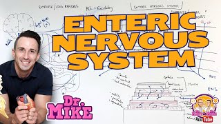 Enteric Nervous System  Neural Regulation of the Digestive System [upl. by Victorie]