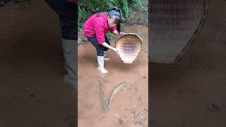 Catfish fish Catching fish blacktiph predatory fins paul cuffaro [upl. by Llenrep254]