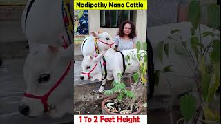 😍 1 To 2 feet height cattle😘 shortest cows breed youtube viral reels miniature trend youtube [upl. by Ingelbert]