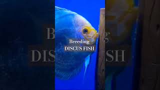 BREEDING DISCUS FISH ♥️ ASDDISCUS fish asddiscus aquarium [upl. by Sucam]