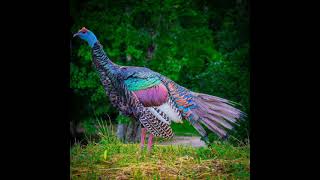 Oscellated Turkey  Wild Turkey  Sounds Calls Sounds Voice Gobbling Other Noises Made Bird [upl. by Ahsita]