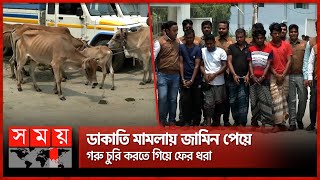 ময়মনসিংহে দেয়াল ভেঙে গরু চুরি মূল হোতাসহ গ্রেফতার ৫  Mymensingh News  Cow Theft  Somoy TV [upl. by Ranique]