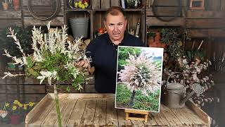 Flamingo Willow Salix With Peter McDermott [upl. by Anilahs]