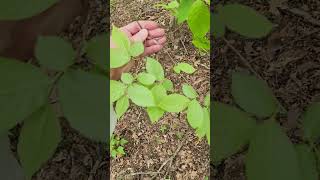 The American hop hornbeam Ostrya virginiana a giant city understory tree [upl. by Ahsekahs307]