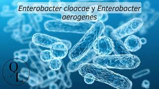 Enterobacter aerogenes y Enterobacter cloacae Causantes de Bacteremia o Septicemia bacteriana [upl. by Redan]