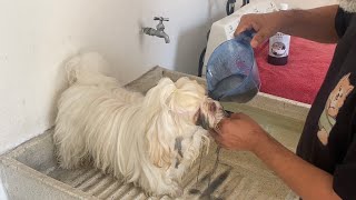 Se MANCHARON los LAGRIMALES de mi SHIH TZU  QUE HAGO [upl. by Jehovah]