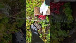 lingonberry picking in Sweden harvesting berry wildberry lingonberry berryfarm [upl. by Ahcsatan419]