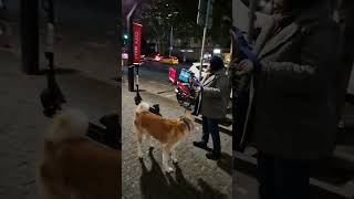 Akita Inu and his greetings აკიტაინუ აკიტა akitainu funnydogs funnyanimals funnyvideos fypシ゚ [upl. by Nnylear]