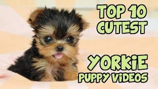 TOP 10 CUTEST YORKIE PUPPIES OF ALL TIME [upl. by Ecyak]