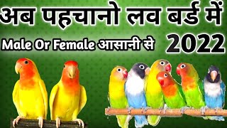 Love Birds Male Female Kaise Pahchane  Ab Pehchano love birds Mein Male aur female aasani se 2022 [upl. by Bertila]