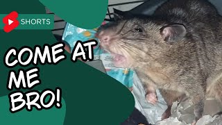 Gambian Pouched Rat Tries to be Aggressive But Fails Miserably [upl. by Boffa719]