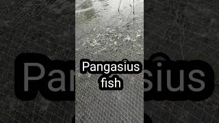 Pangasius Fish Farming In Pondliner fishing indianfisheries shorts [upl. by Yajiv704]