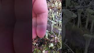 Alaska Mushrooms  Cladonia deformis W Red Fruiting Bodies [upl. by Merridie424]