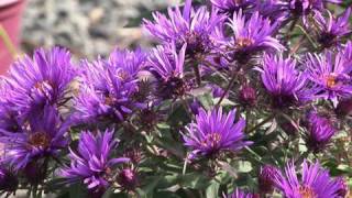 Learning About Asters [upl. by Conny]