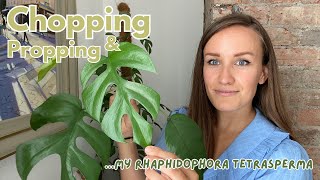 Propagating my HUGE Rhaphidophora Tetrasperma aka Mini Monstera [upl. by Acimot]